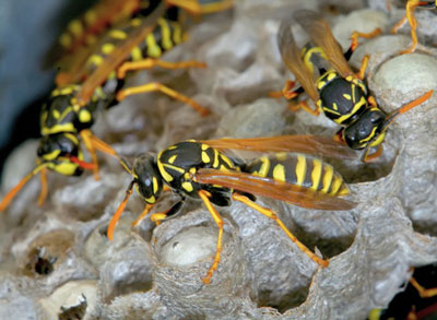 다차에 있는 말벌집을 없애는 방법