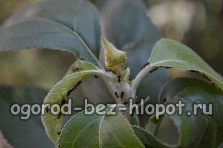 사과나무 질병: 사진과 치료 방법을 포함한 설명