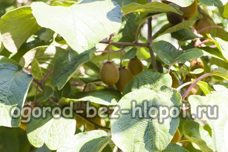 집에서 씨앗으로 키위 재배하기