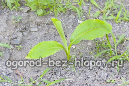 집에서 바나나를 재배하는 특징