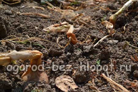 양파 - 심기, 재배 및 관리