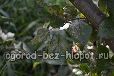 사과나무 질병: 사진과 함께 설명