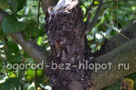 사과나무에 빛나는 우유빛