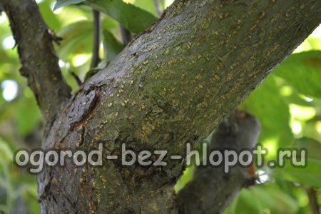 이 질병은 대개 식물에 비료가 부족한 한여름에 발견됩니다.