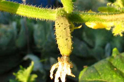 온실에서 오이 씨방이 노랗게 변하는 이유는 무엇인가요? 어떻게 해야 하나요?