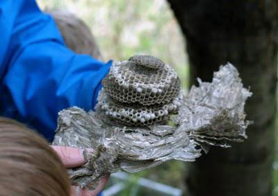 다차에 있는 말벌집을 없애는 방법