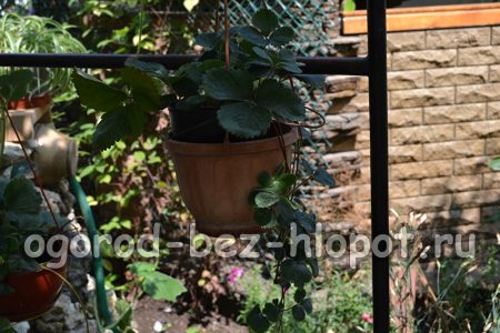 화분에서 딸기를 키우는 방법