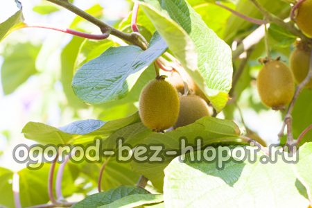 집에서 키위를 재배하는 방법: 자세한 설명