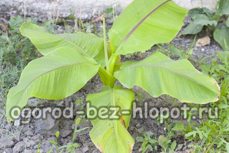 집에서 바나나를 키우는 방법: 자세한 설명