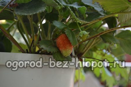 화분에서 딸기 재배