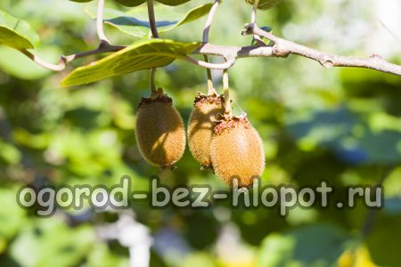 집에서 키위 씨앗으로 키우는 방법 (사진)