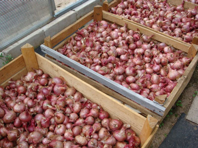 모스크바 지역에서 양파를 수확하는 시기