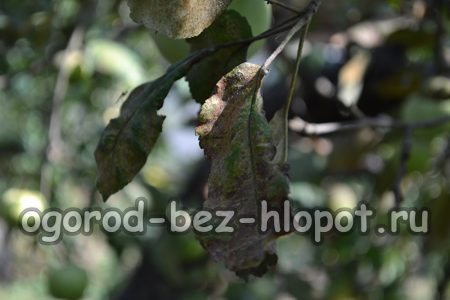 사과나무의 과일 썩음