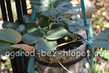 복합 비료나 유기 비료를 2주에 한 번씩 화분에 심은 딸기에 공급하세요.