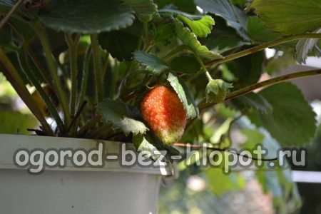 화분에 심은 딸기 관리