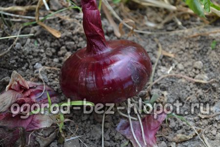 양파 재배 방법: 심기, 재배 및 관리