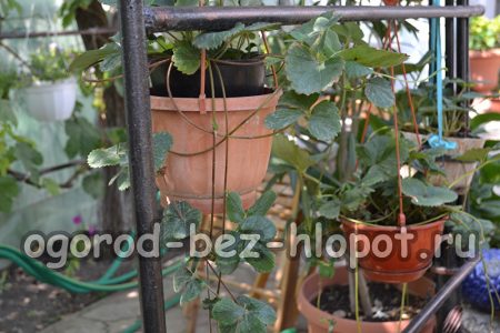 야외 화분에서 딸기 재배