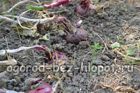 집에서 양파를 재배하는 방법