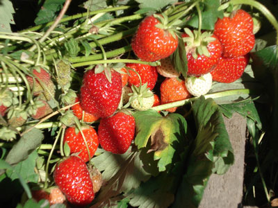 딸기 "엘리자베스-2": 품종 설명, 리뷰