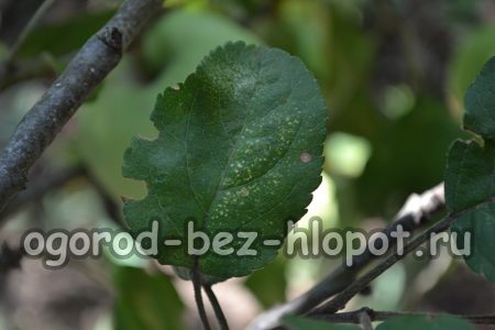 세균증 또는 불마름병