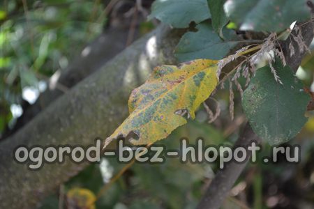 가지가 세균증에 걸리면 가지에 어두운 물 얼룩이 나타납니다.