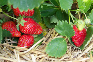 열매 맺기와 가지치기 후 딸기에 먹이를 주는 방법