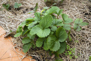 수확 후 딸기: 무엇을 해야 하나요?