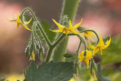 온실에서 꽃이 피고 열매가 맺히는 동안 토마토에 먹이를 주는 방법