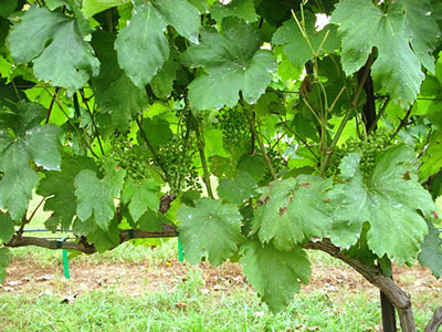 여름에 포도를 가지치고 원치 않는 새싹을 제거하는 방법