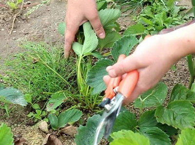 수확 후 딸기: 무엇을 해야 하나요?