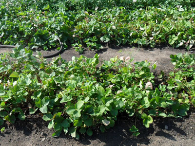 수확 후 딸기: 무엇을 해야 하나요?