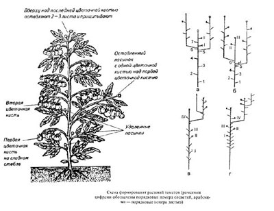 온실 속 토마토: 덤불을 키우고 모양을 잡는 방법