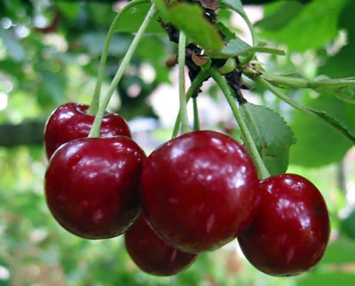 모스크바 지역의 체리: 최고의 품종