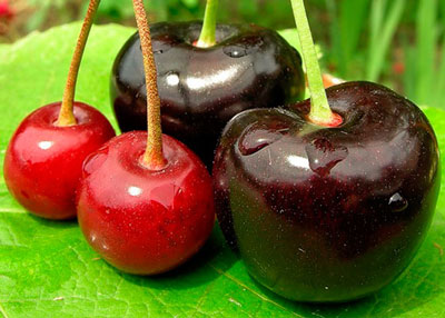 모스크바 지역의 체리: 최고의 품종