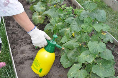 수확량을 늘리기 위해 과일이 맺히는 기간 동안 오이에 먹이를 주는 방법