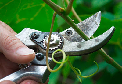 여름에 포도를 가지치고 원치 않는 새싹을 제거하는 방법