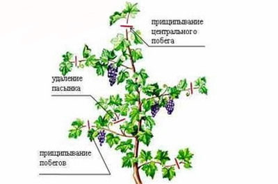 여름에 포도를 가지치고 원치 않는 새싹을 제거하는 방법