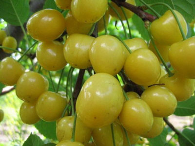 모스크바 지역의 체리: 최고의 품종