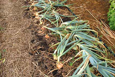 모스크바 지역에서 양파를 수확하는 시기