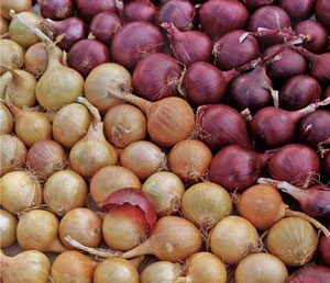 모스크바 지역에서 양파를 수확하는 시기