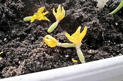 온실에서 오이 씨방이 노랗게 변하는 이유는 무엇인가요? 어떻게 해야 하나요?