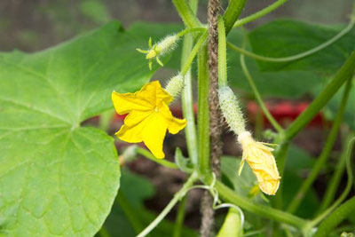 온실에서 오이 씨방이 노랗게 변하는 이유는 무엇인가요? 어떻게 해야 하나요?