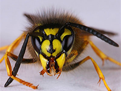 다차에 있는 말벌집을 없애는 방법