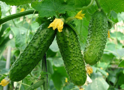수확량을 늘리기 위해 과일이 맺히는 기간 동안 오이에 먹이를 주는 방법