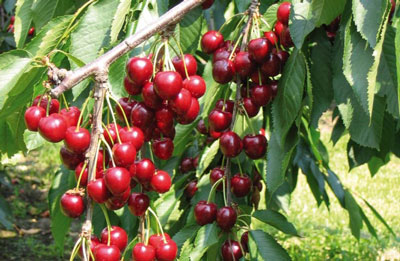 모스크바 지역의 체리: 최고의 품종