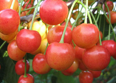 모스크바 지역의 체리: 최고의 품종