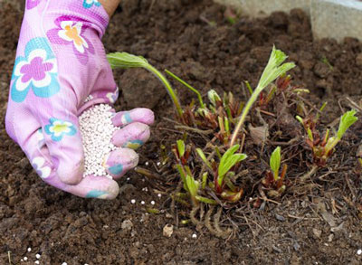 열매 맺기와 가지치기 후 딸기에 먹이를 주는 방법