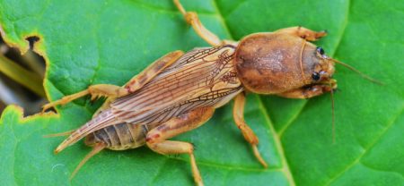 민간요법을 사용하여 정원의 땅강아지 퇴치 방법