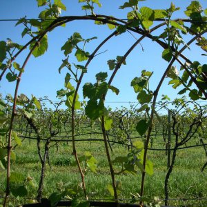 좋은 수확을 위한 포도 관리 방법