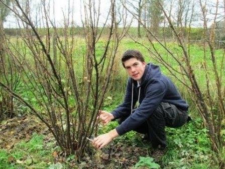 봄철 건포도 관리 방법